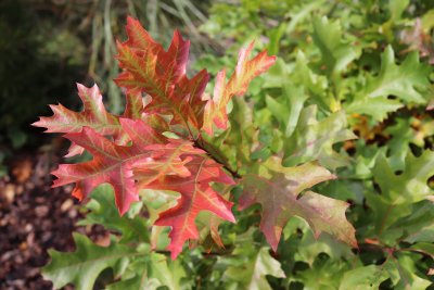 Quercus palustris 'Isabel '- dub bahenní 'Isabel '- list podzim